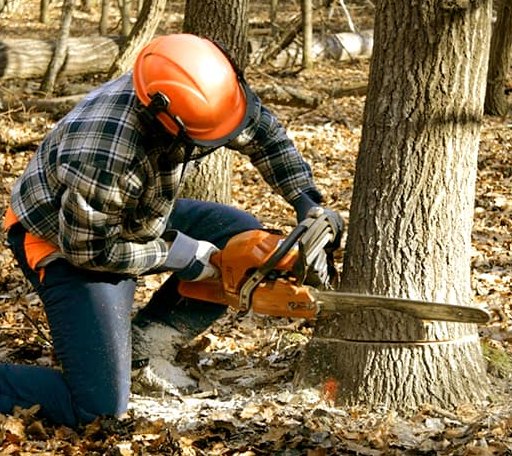 Tree Removal in Manchester, CA